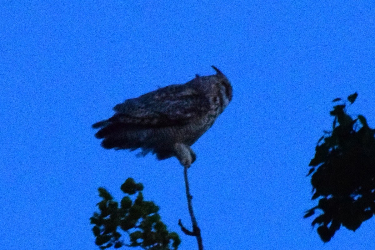 Great Horned Owl - ML461911851