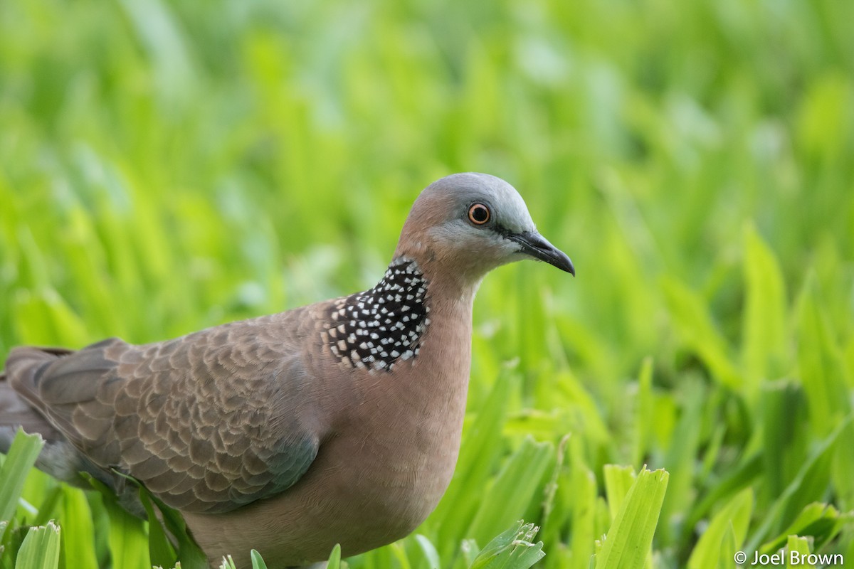 Spotted Dove - ML461912981
