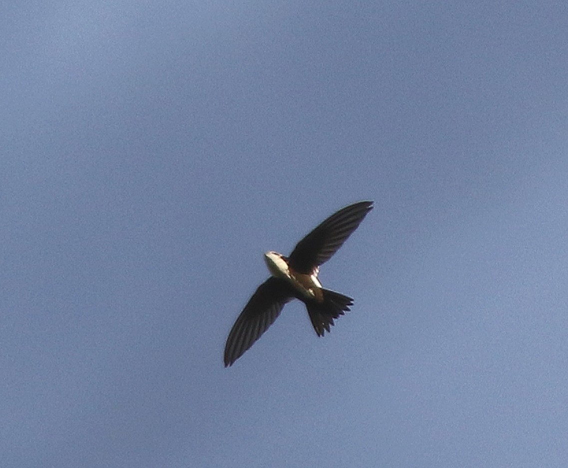 White-throated Swift - ML461914111