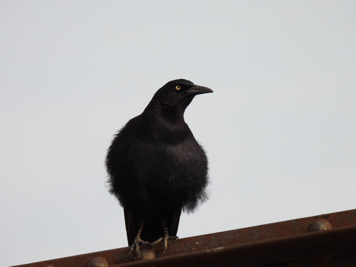 Great-tailed Grackle - ML461918891