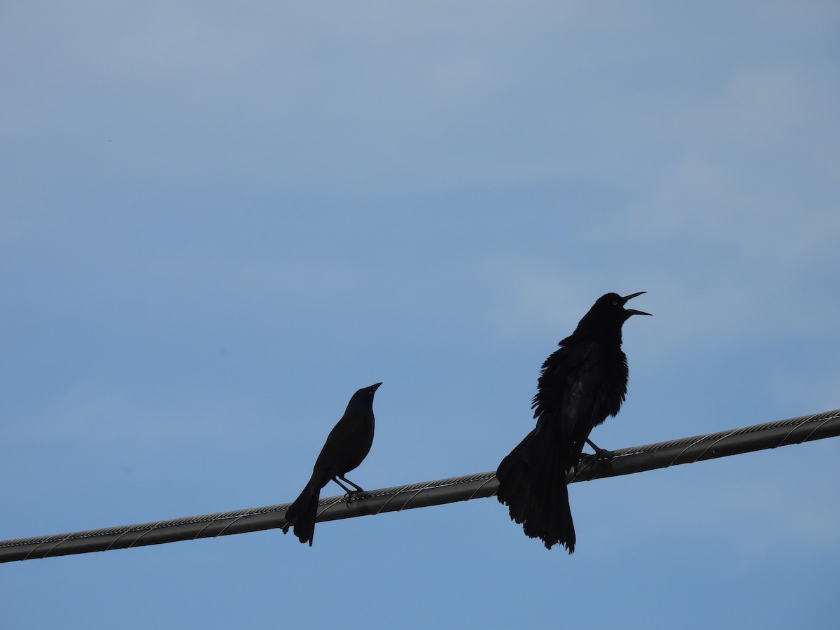 Great-tailed Grackle - ML461919121