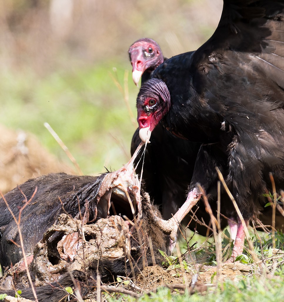 Turkey Vulture (Northern) - manuel grosselet