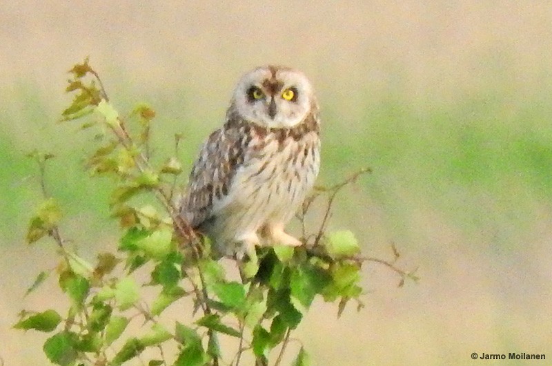 Short-eared Owl - ML461921181