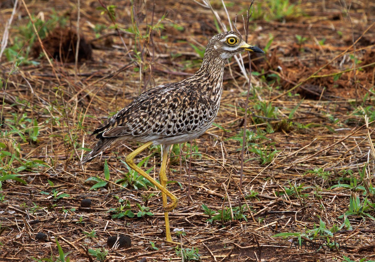 Spotted Thick-knee - ML461926151