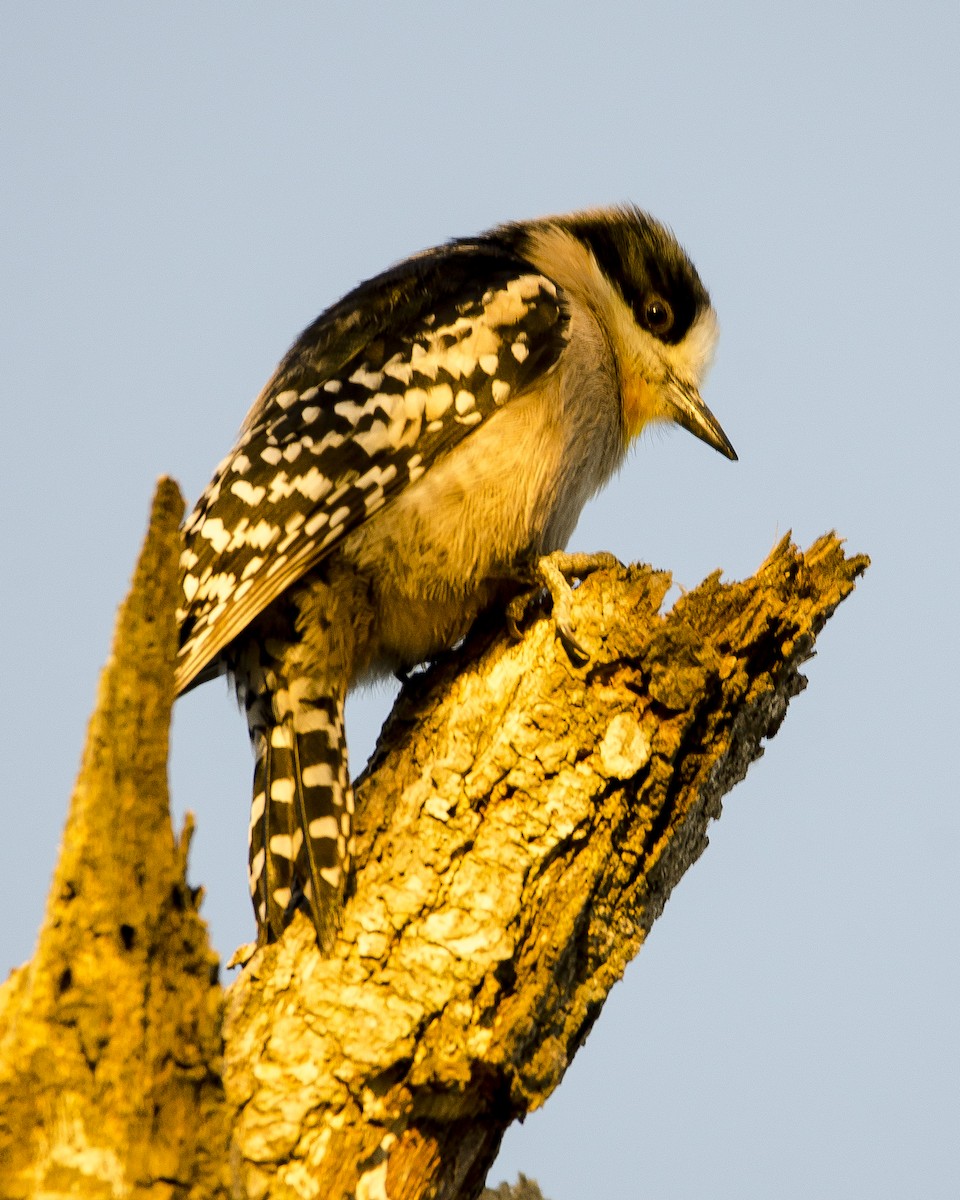 White-fronted Woodpecker - Ignacio Zapata