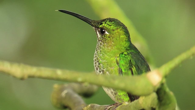 Green-crowned Brilliant - ML461927541