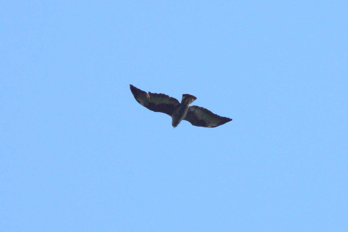 White-tailed Hawk - ML46193271