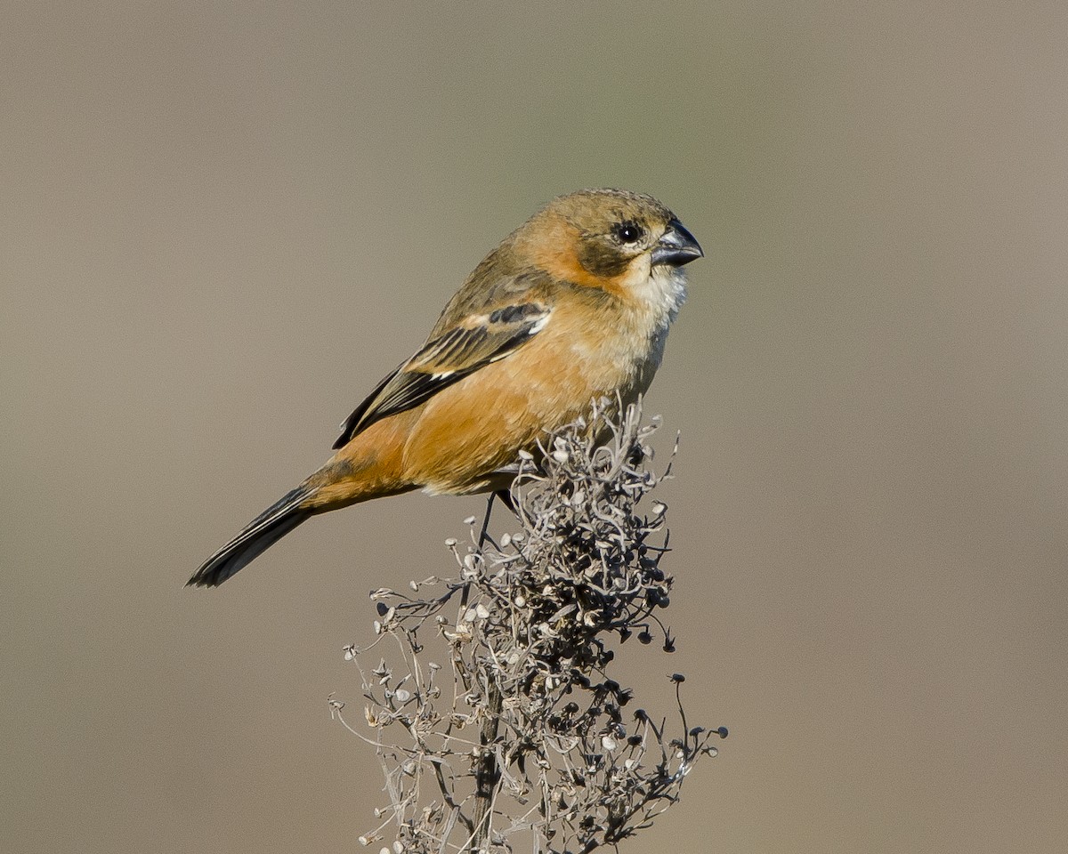Rusty-collared Seedeater - ML461933171