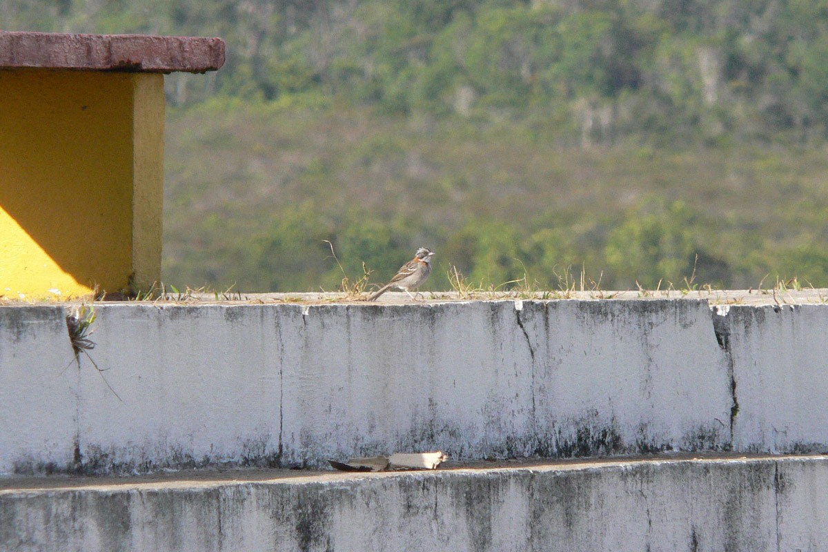 Rufous-collared Sparrow - ML46193391