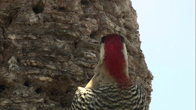 West Indian Woodpecker - ML461936