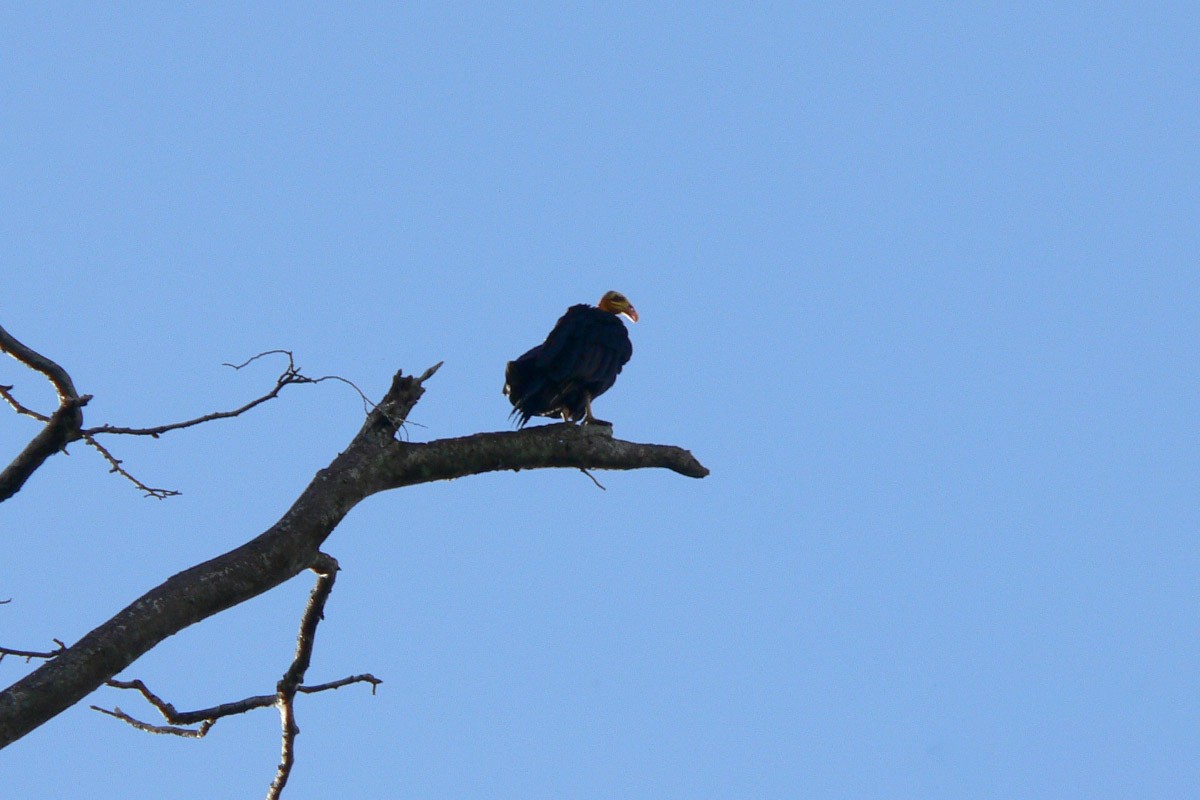 Greater Yellow-headed Vulture - ML46193691