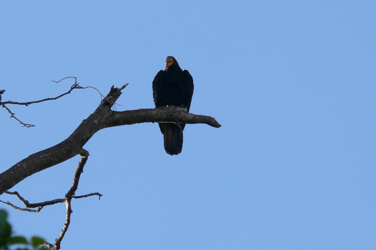 Greater Yellow-headed Vulture - ML46193701
