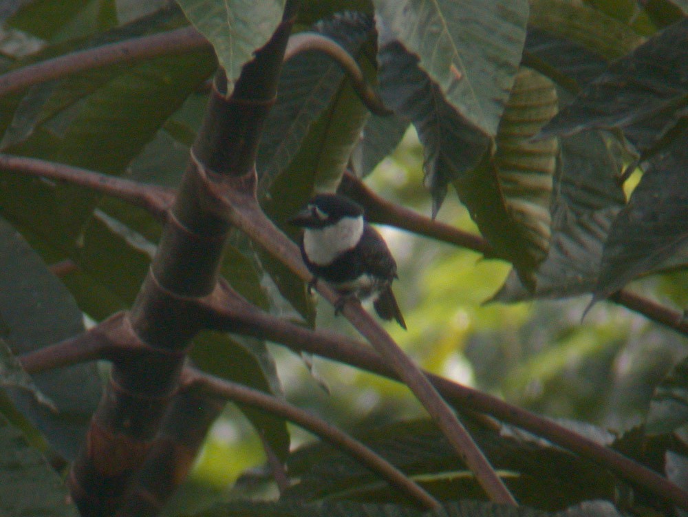 Guianan Puffbird - ML46193791