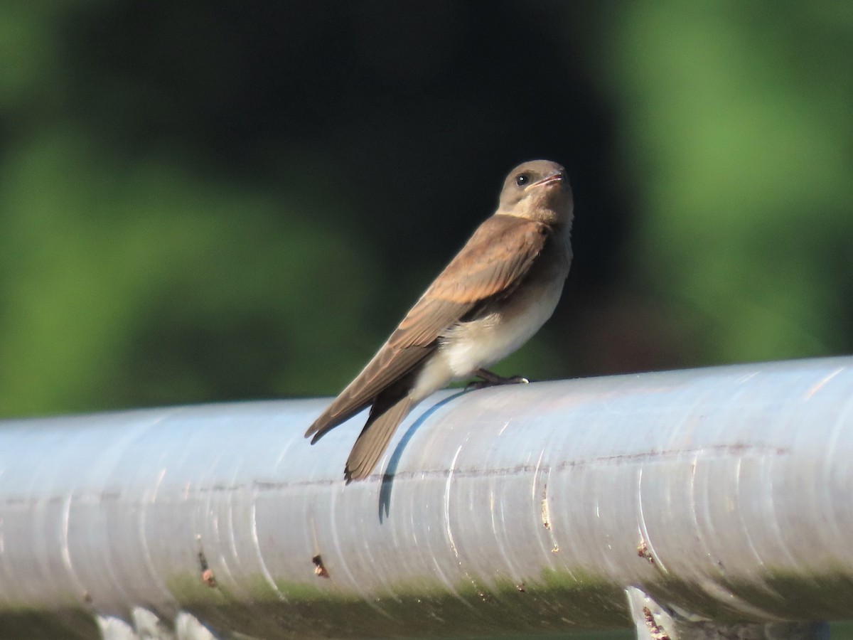 Northern Rough-winged Swallow - Teresa Noel