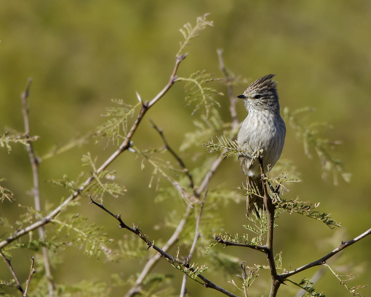 Tufted Tit-Spinetail - ML461939951