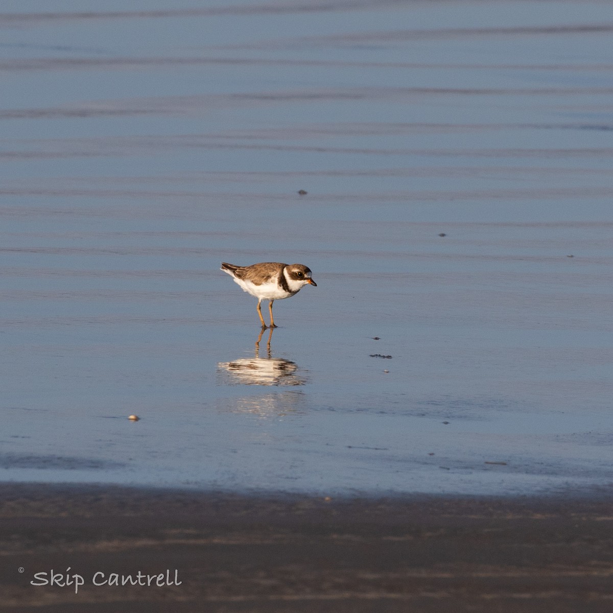 Semipalmated Plover - Skip Cantrell