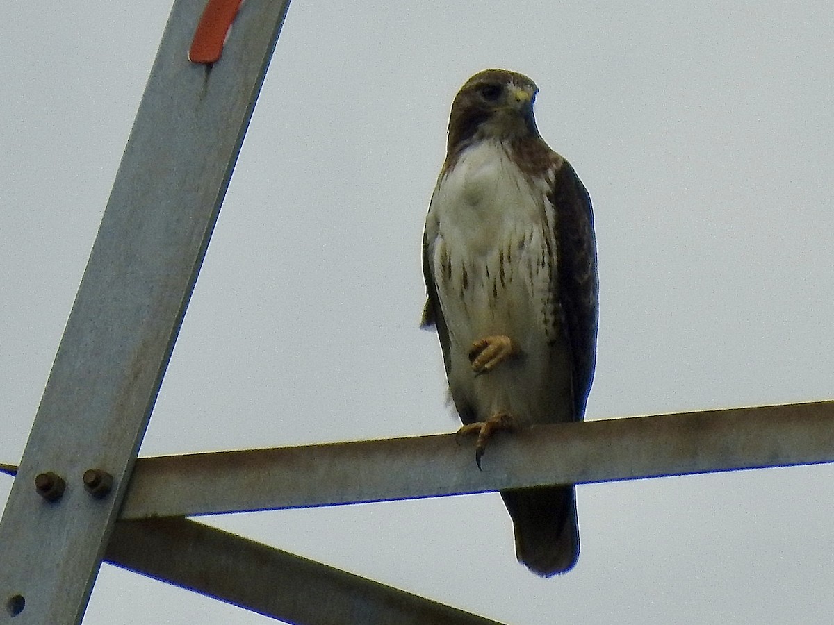Red-tailed Hawk - ML461944971