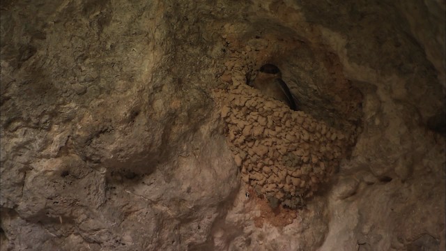 Ясківка печерна [група fulva] - ML461954