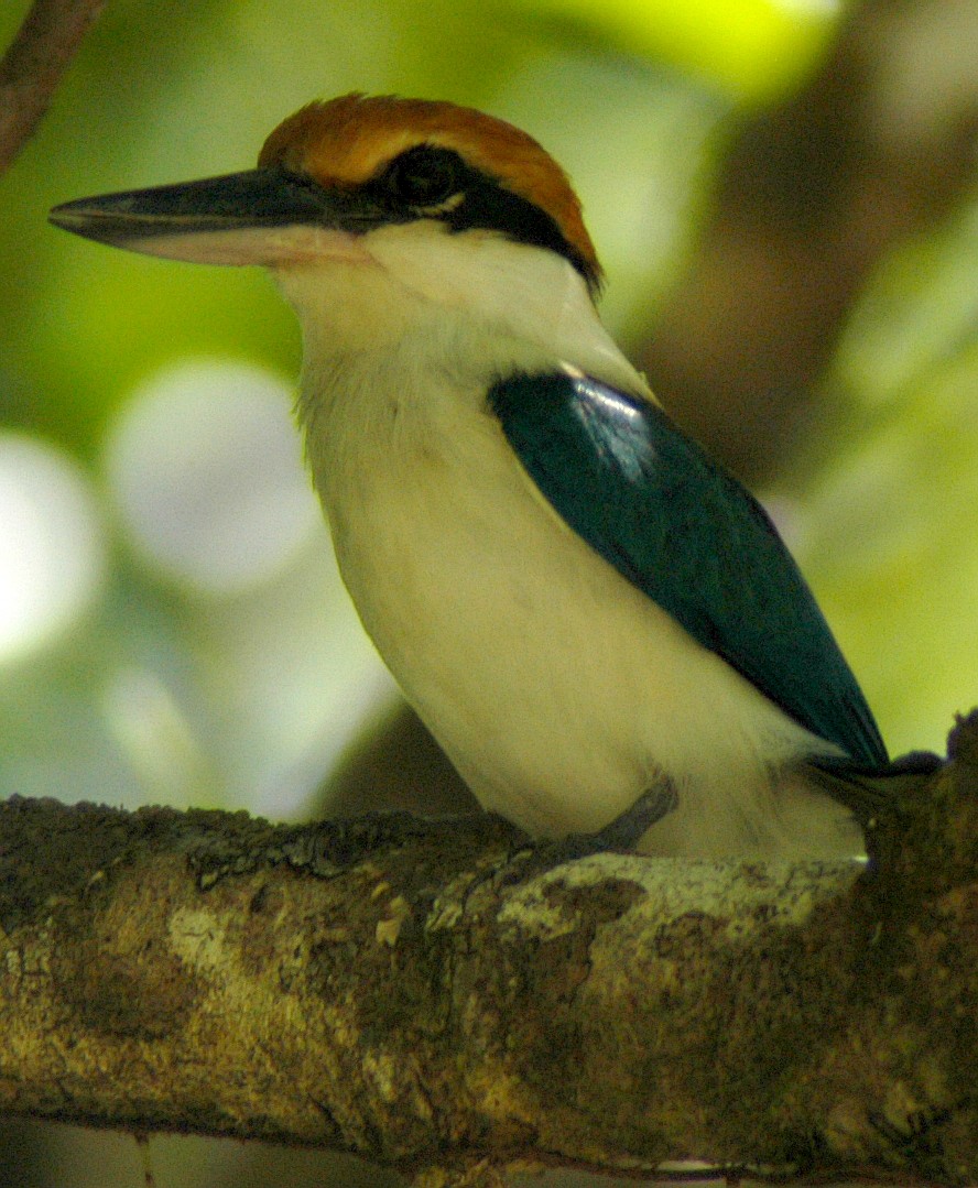 Palau Kingfisher - Eric VanderWerf