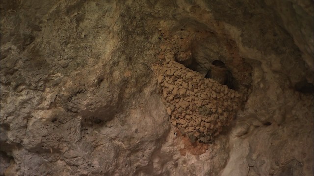 vlaštovka jeskynní [skupina fulva] - ML461955