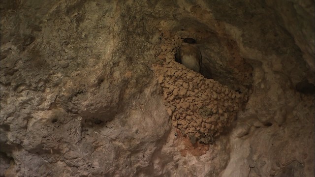 Mağara Kırlangıcı [fulva grubu] - ML461956
