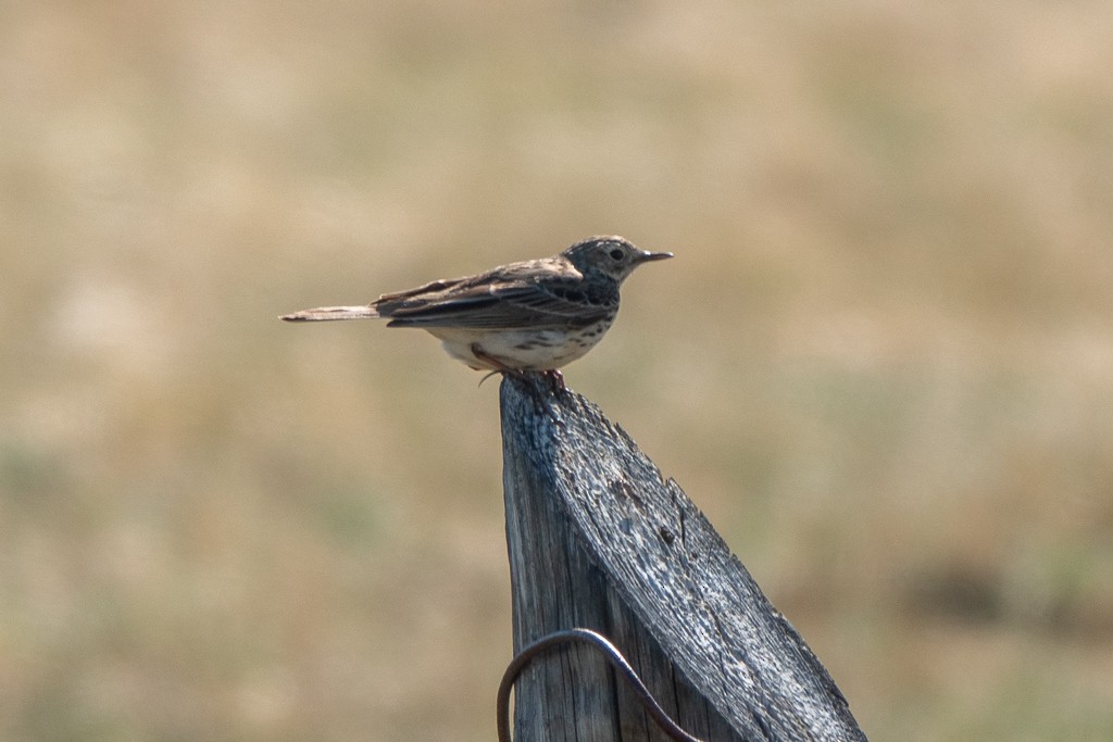 Meadow Pipit - ML461956861