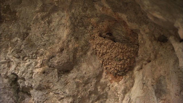 Höhlenschwalbe [fulva-Gruppe] - ML461957