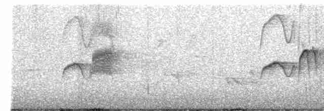 Светлобрюхий фиби - ML461958221
