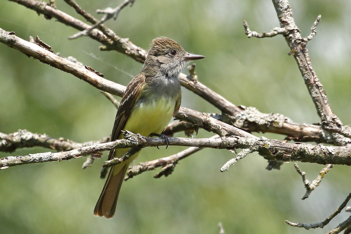 Great Crested Flycatcher - ML461959411