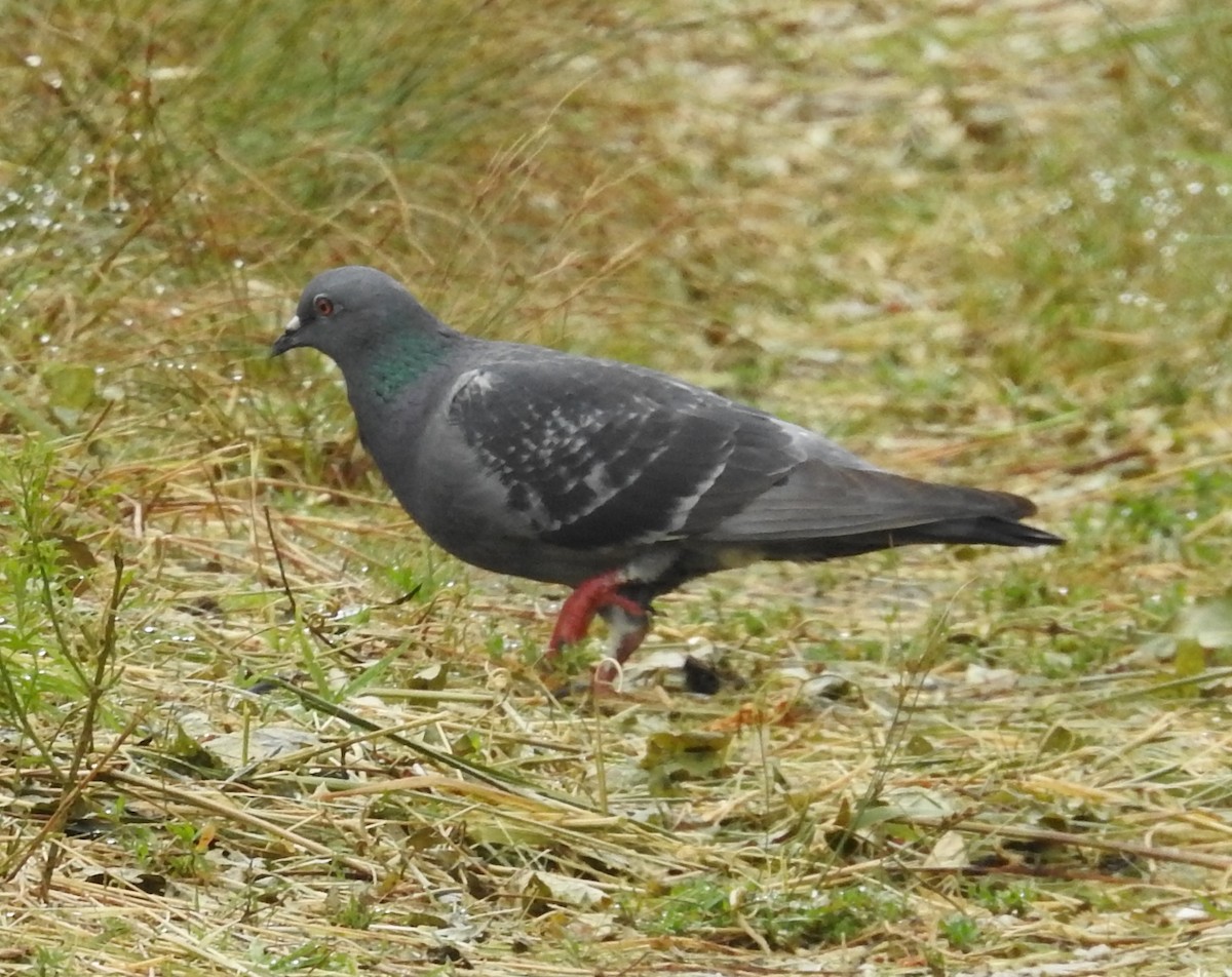 Rock Pigeon (Feral Pigeon) - Fred Shaffer