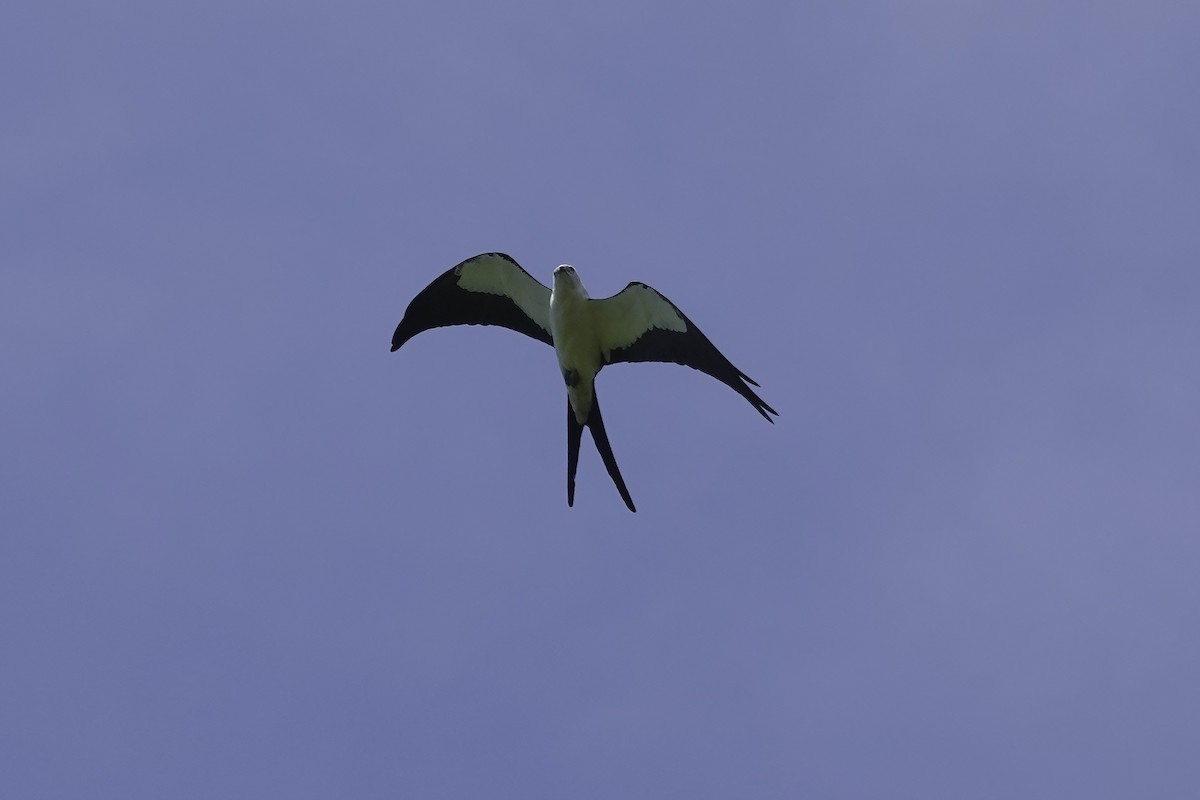 Swallow-tailed Kite - ML461962491