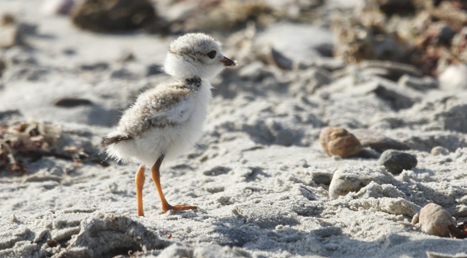 Piping Plover - ML461965141