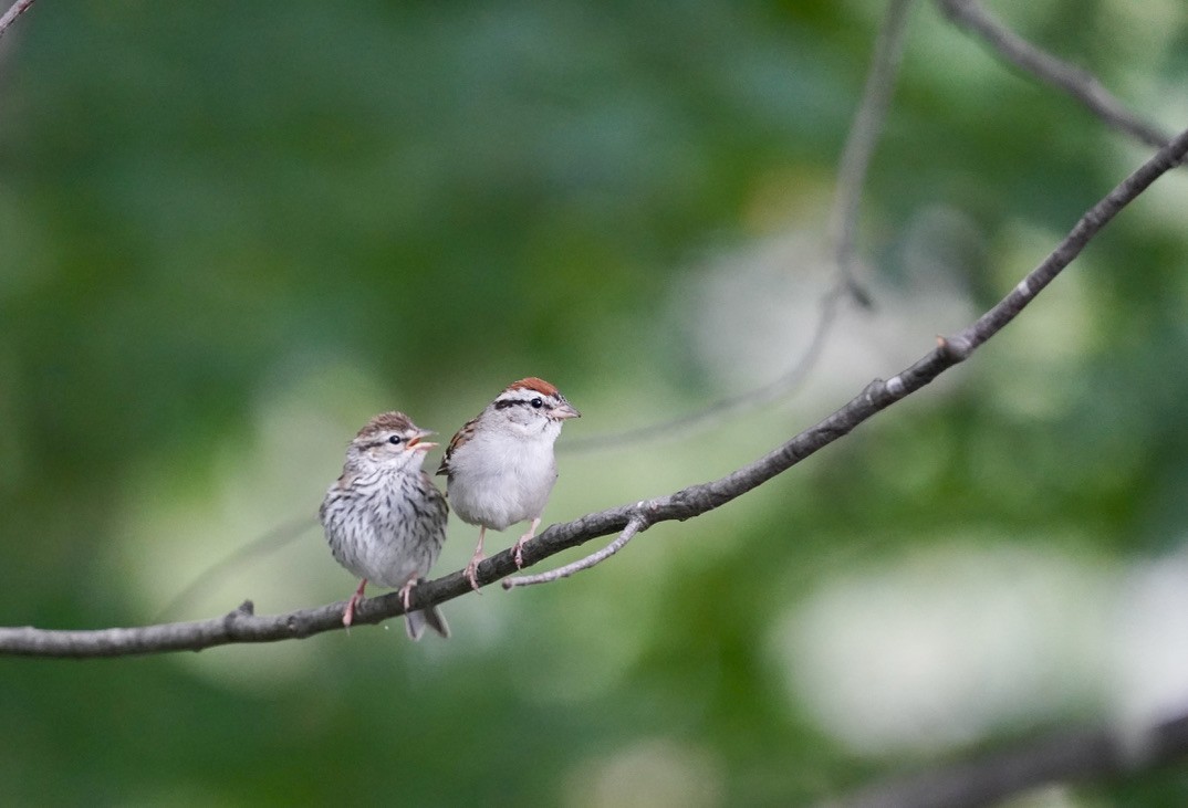 Chipping Sparrow - ML461965561