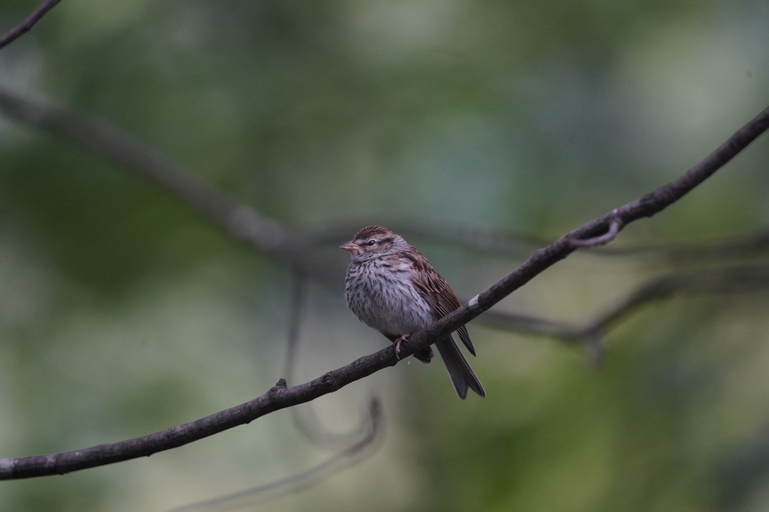 Chipping Sparrow - ML461965851