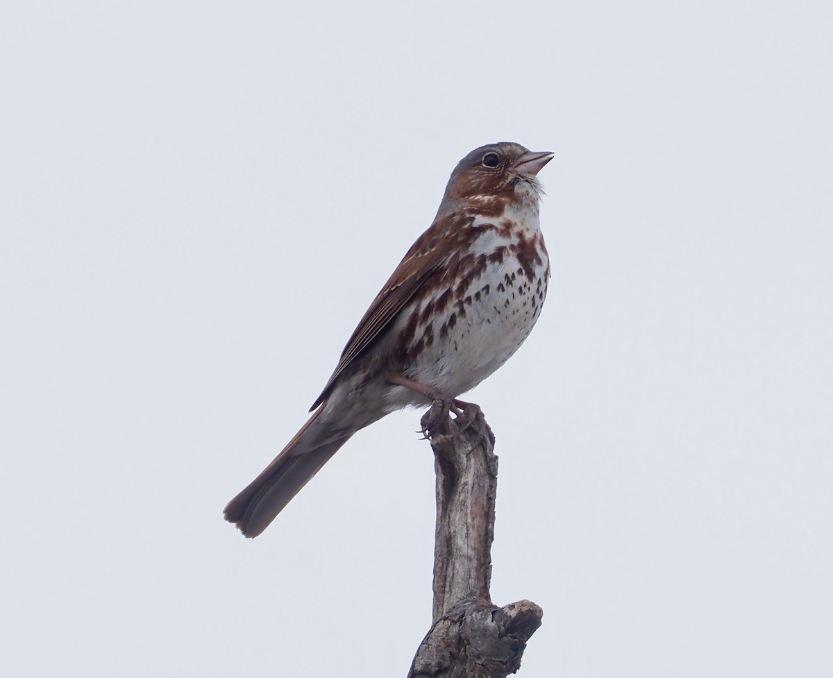Fox Sparrow - ML461966961