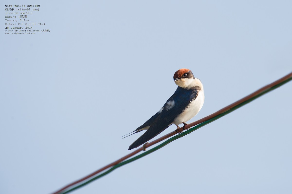 Wire-tailed Swallow - ML46196891