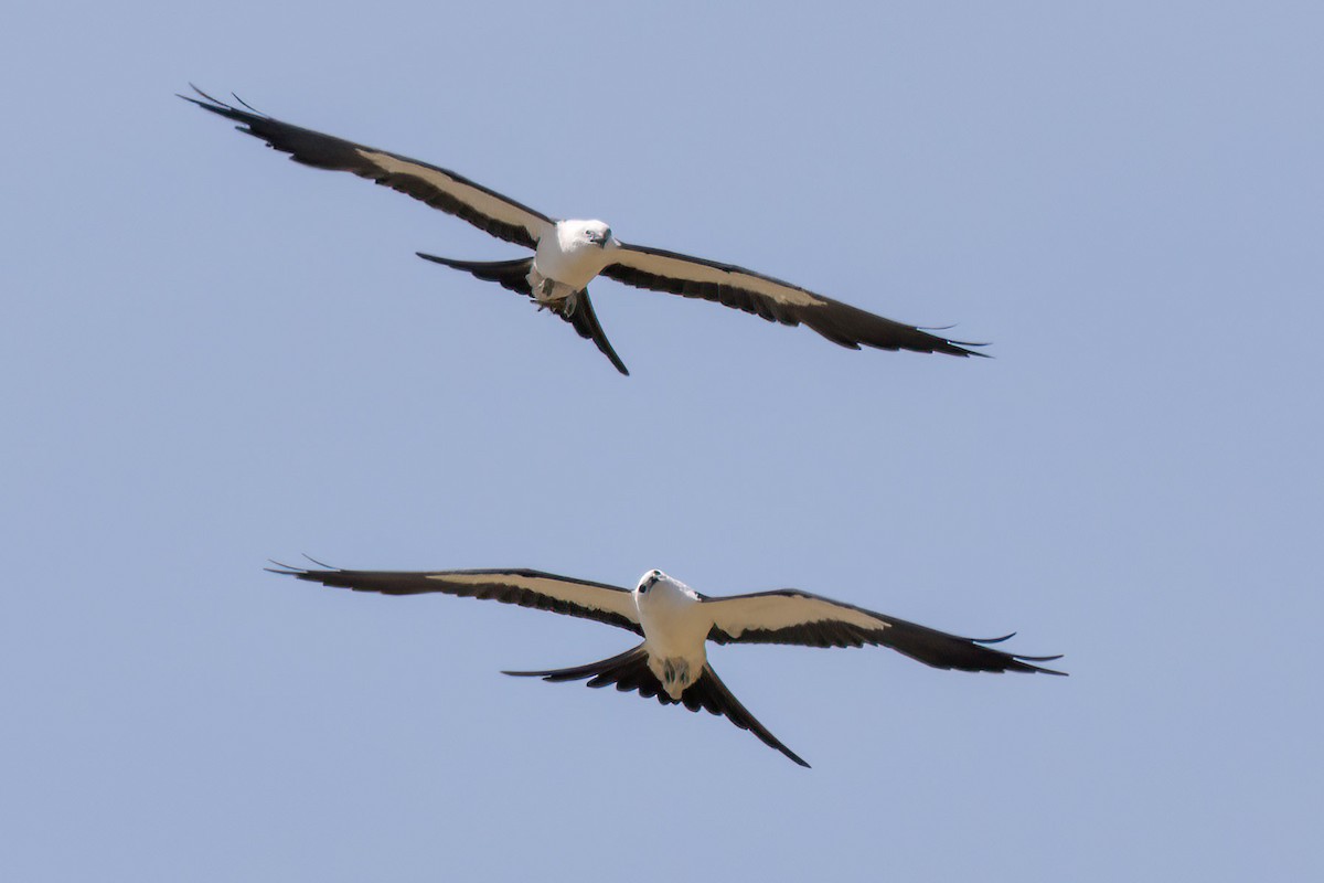 Swallow-tailed Kite - ML461971581