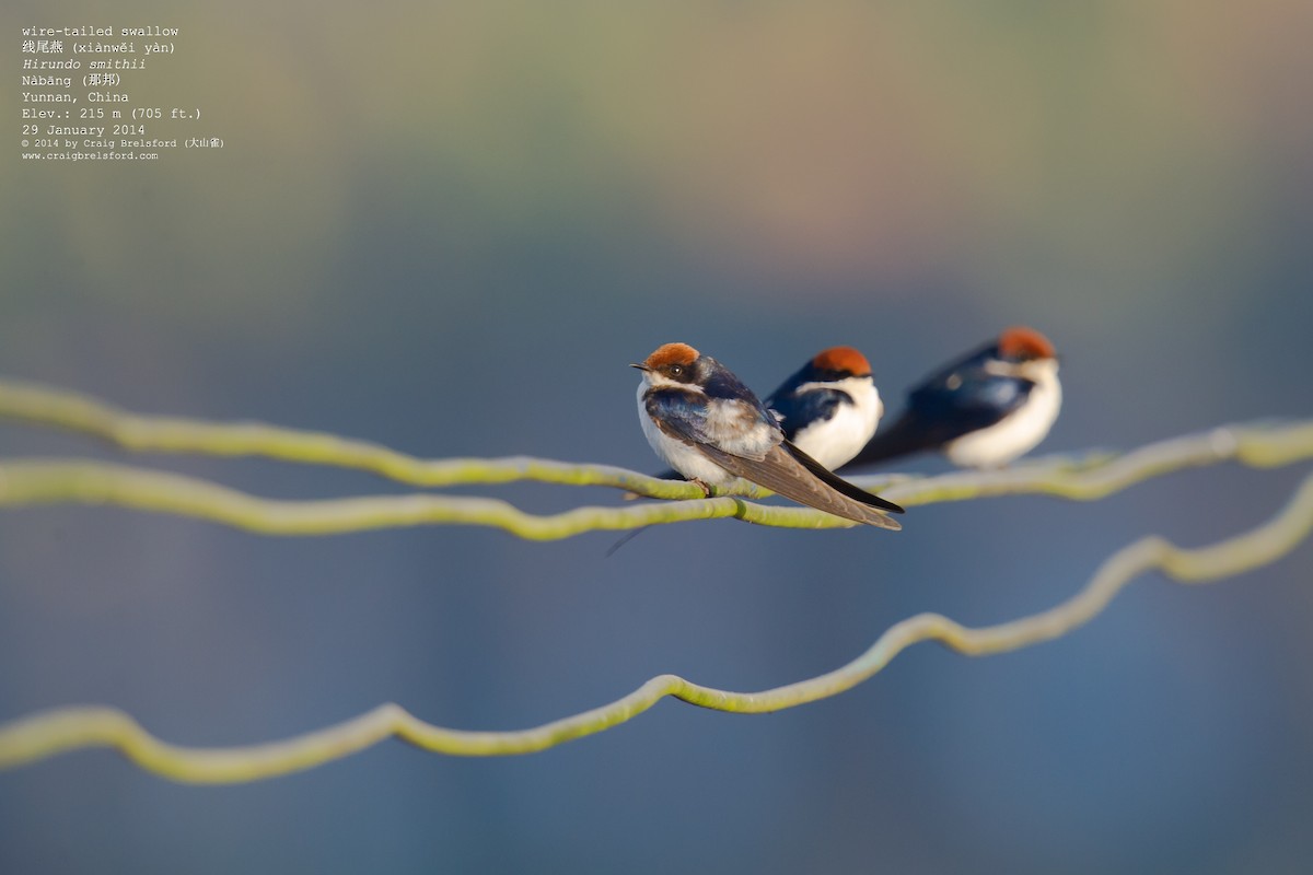 Wire-tailed Swallow - ML46197321