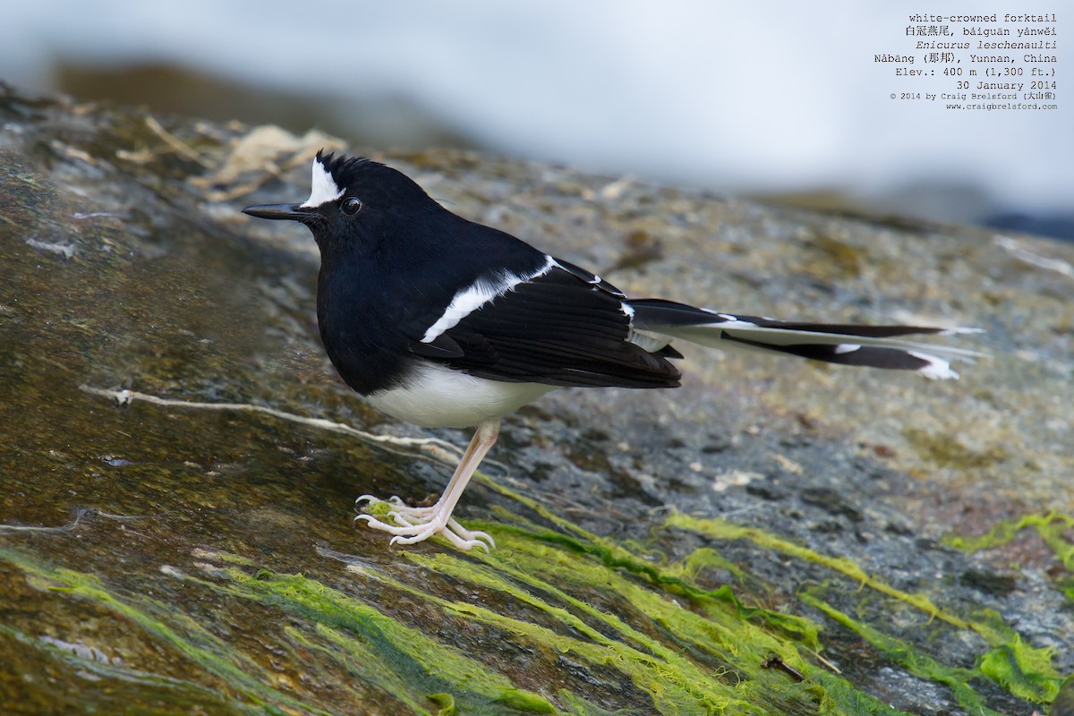 White-crowned Forktail - ML46197601