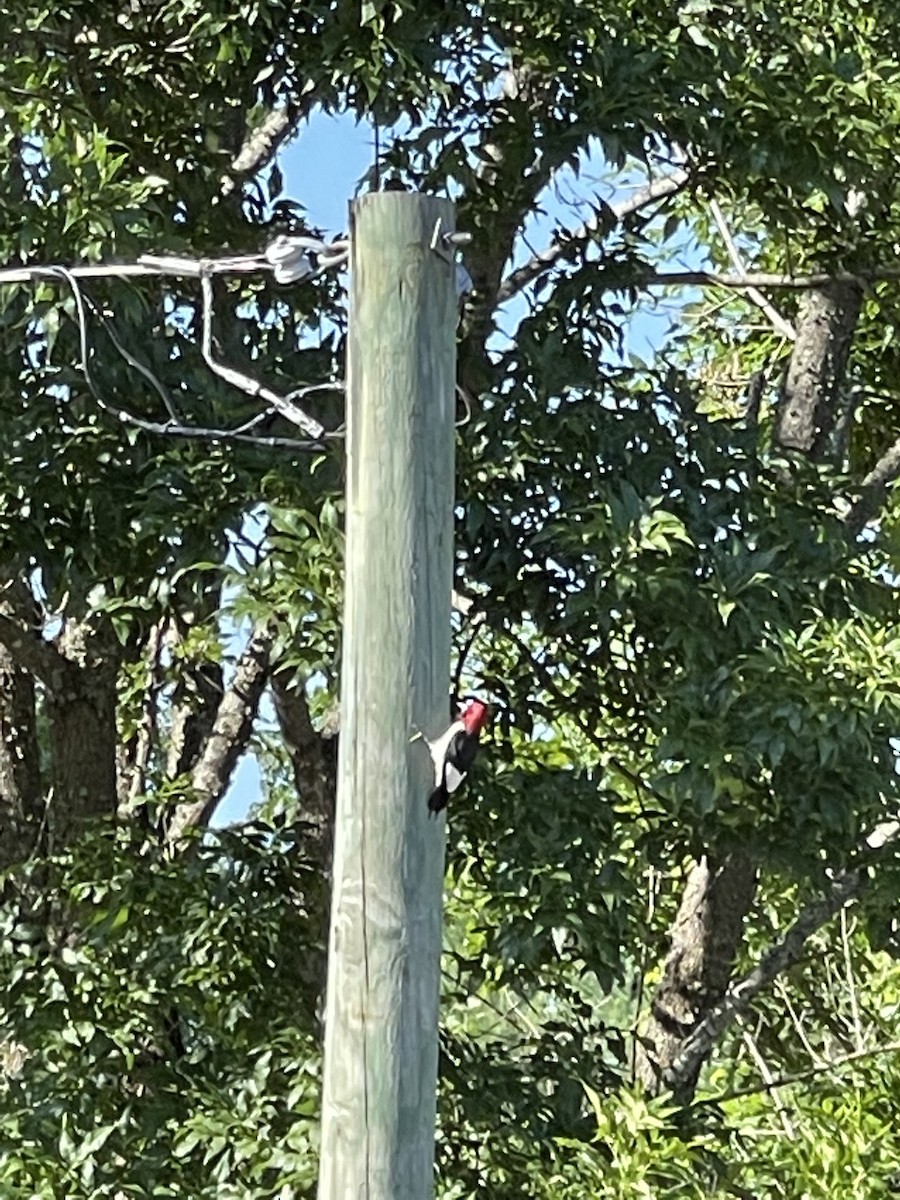 Red-headed Woodpecker - ML461977751