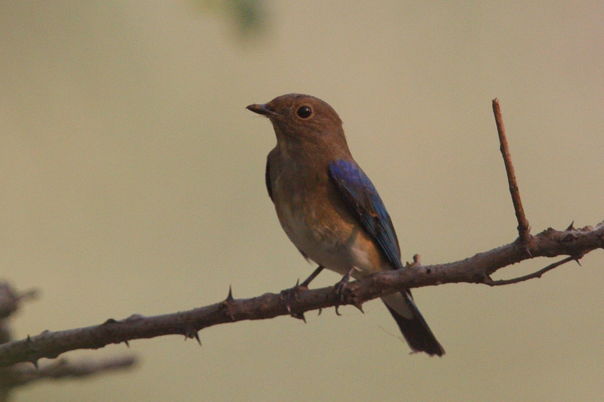 Blue-and-white Flycatcher - ML461978871