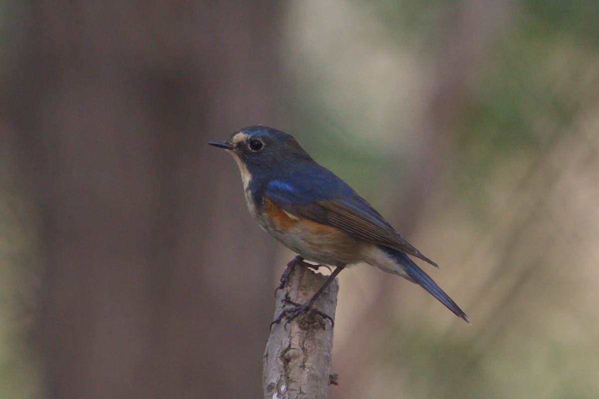 Red-flanked Bluetail - ML461979011