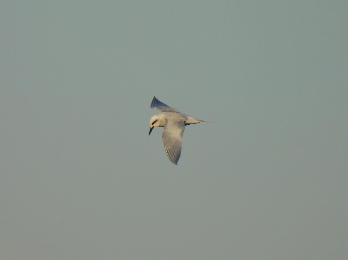 Snowy-crowned Tern - ML461979061