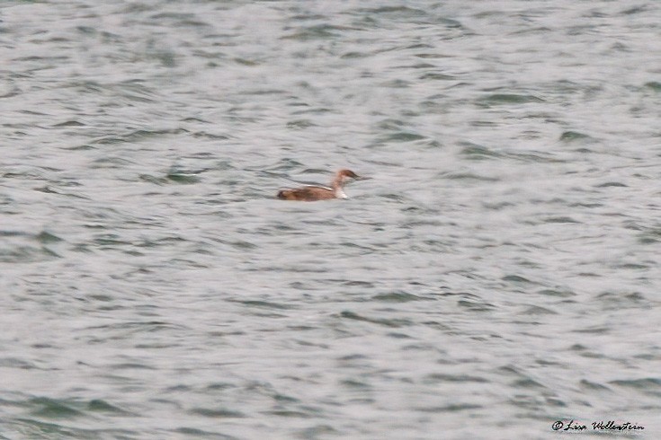 Red-throated Loon - ML461984091