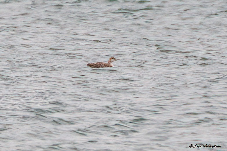 Red-throated Loon - ML461984101