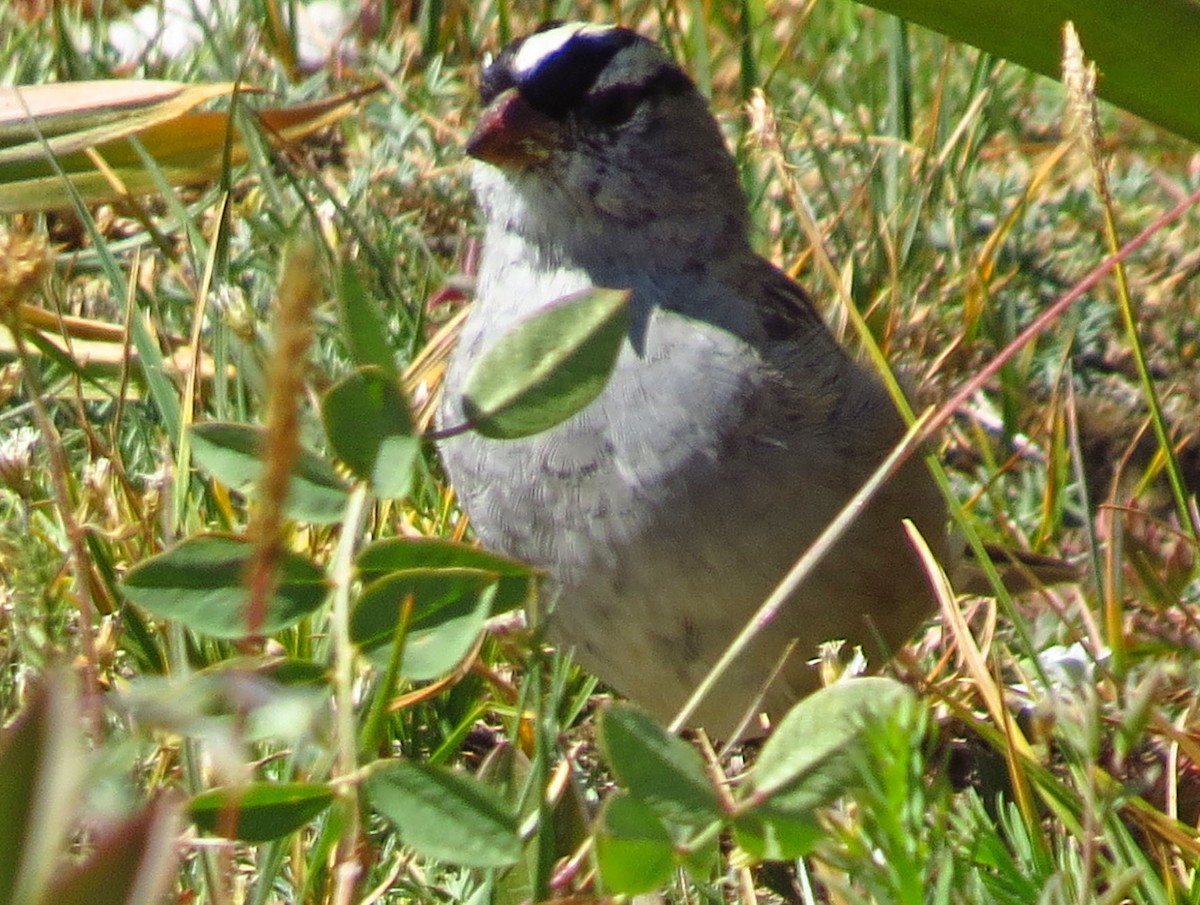 White-crowned Sparrow (oriantha) - ML461985231