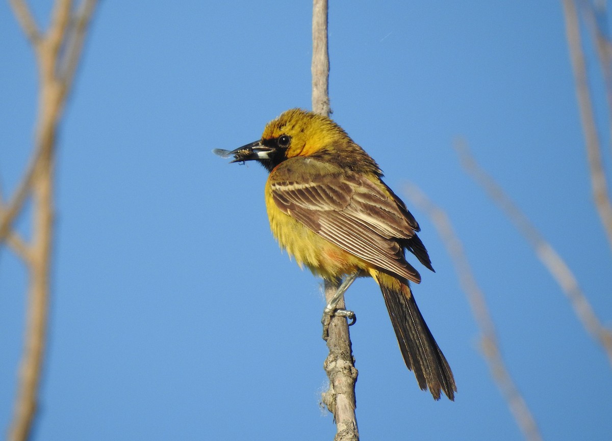 Orchard Oriole - ML461987921