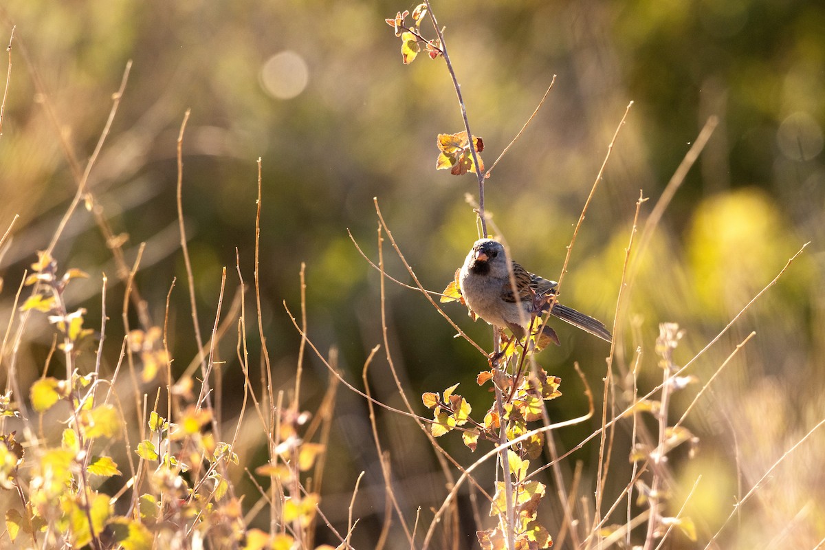 Black-chinned Sparrow - David Lariviere