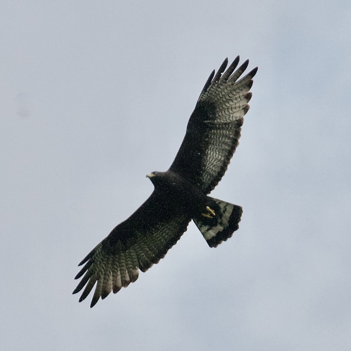 Zone-tailed Hawk - ML461996511