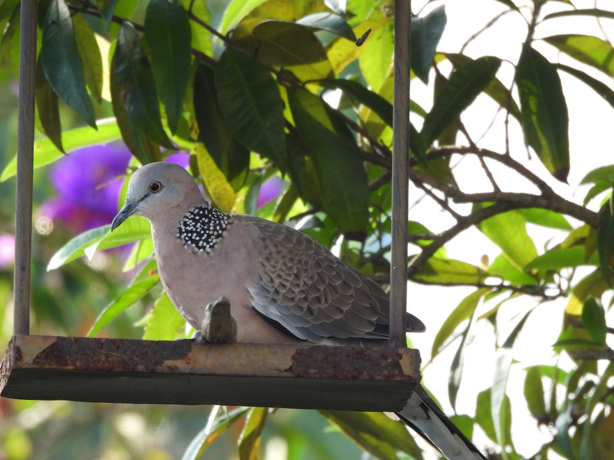 Spotted Dove - ML461997901